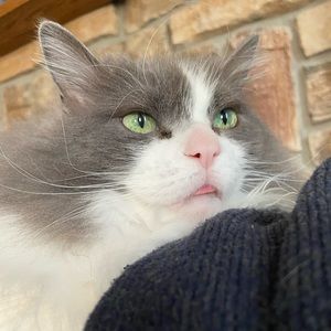 Meet your Posher, Willa